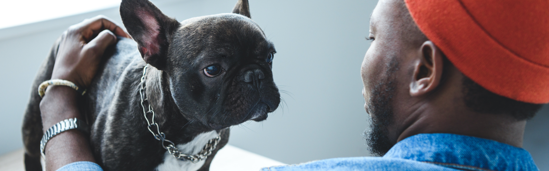 A man is looking at his French bulldog.