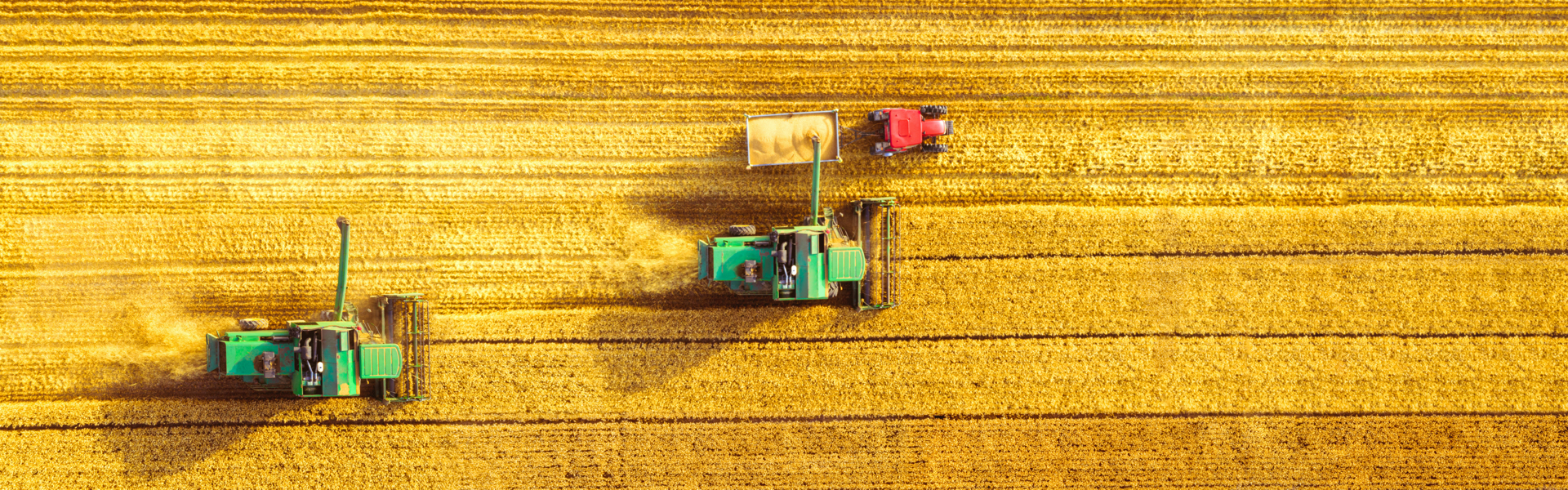 Two tractors are harvesting wheat in a field.