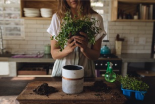 A woman holding a plant is getting ready to pot it in a vase.