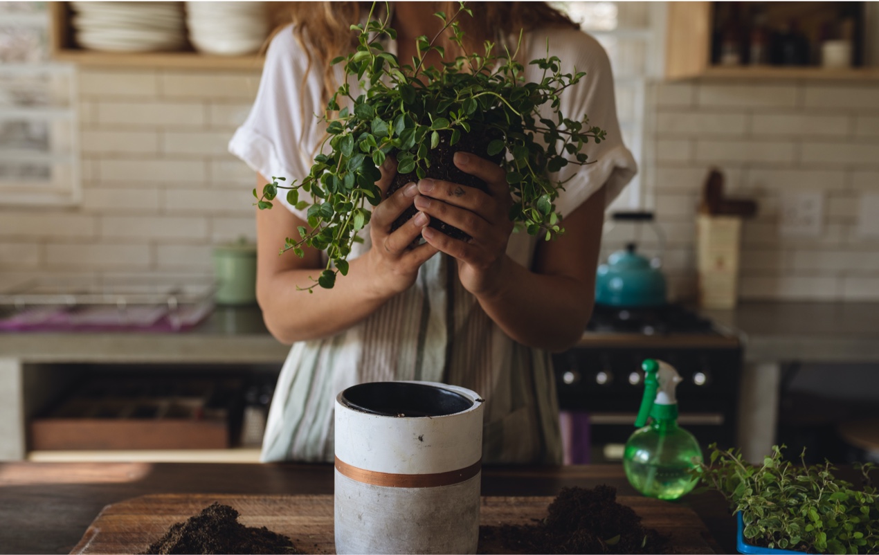 A woman holding a plant is getting ready to pot it in a vase.