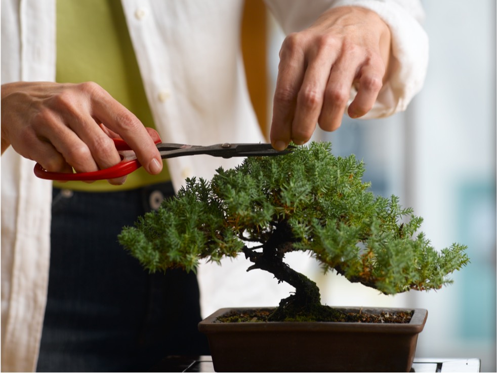 A small bonsai tree is being trimmed with scissors.
